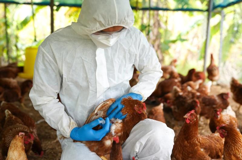 Gallinas son vacunas contra la gripe aviar