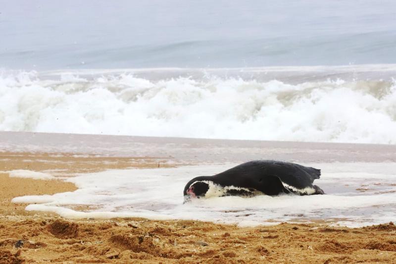 Pingüino muerto por gripe aviar