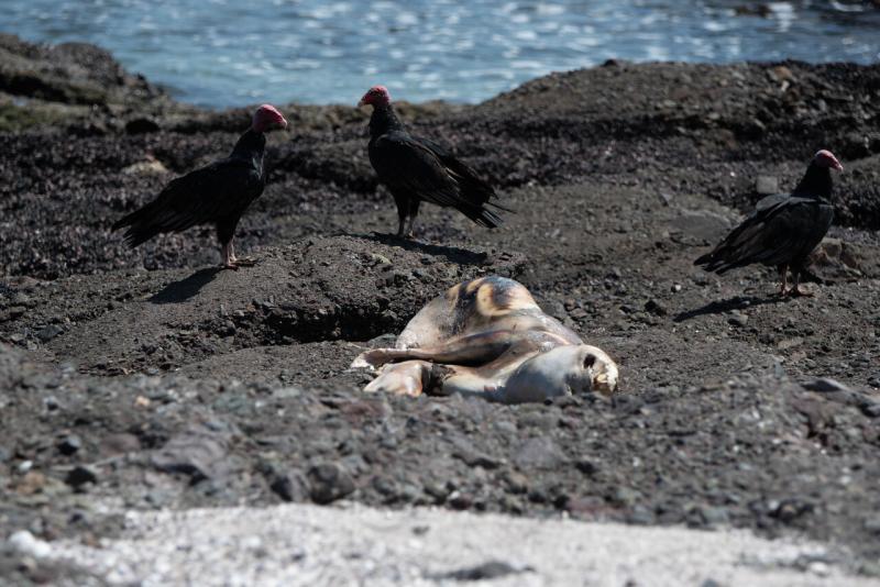 Lobo marino muerto por gripe aviar