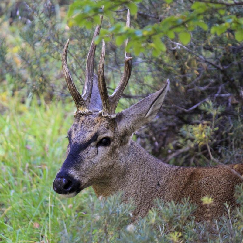 Huemul caminando por un bosque