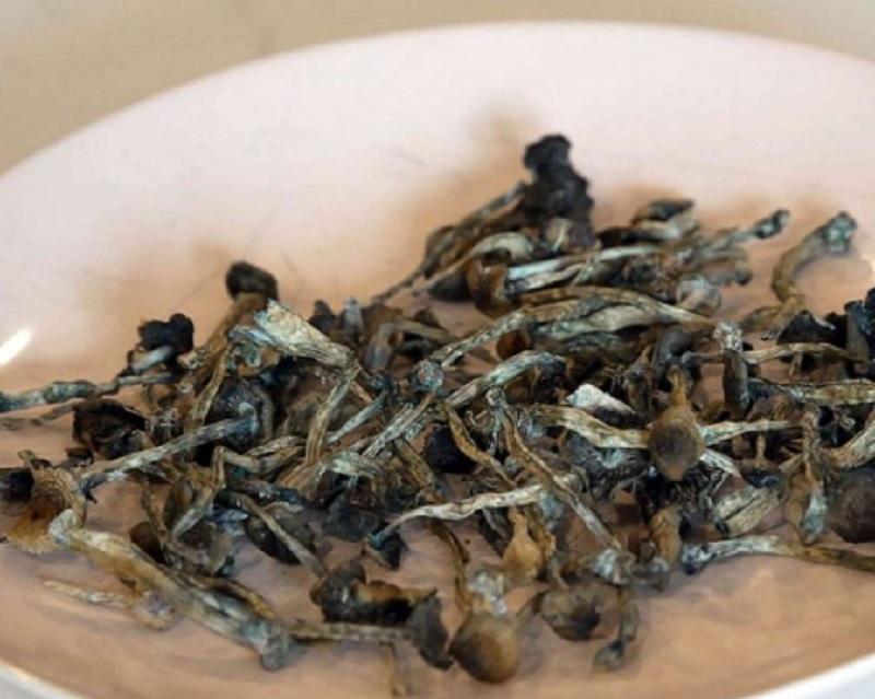 Hongos alucinógenos