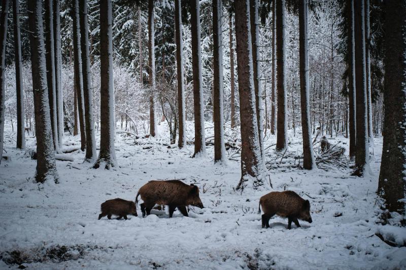 Los efectos de los jabalíes en el medioambiente