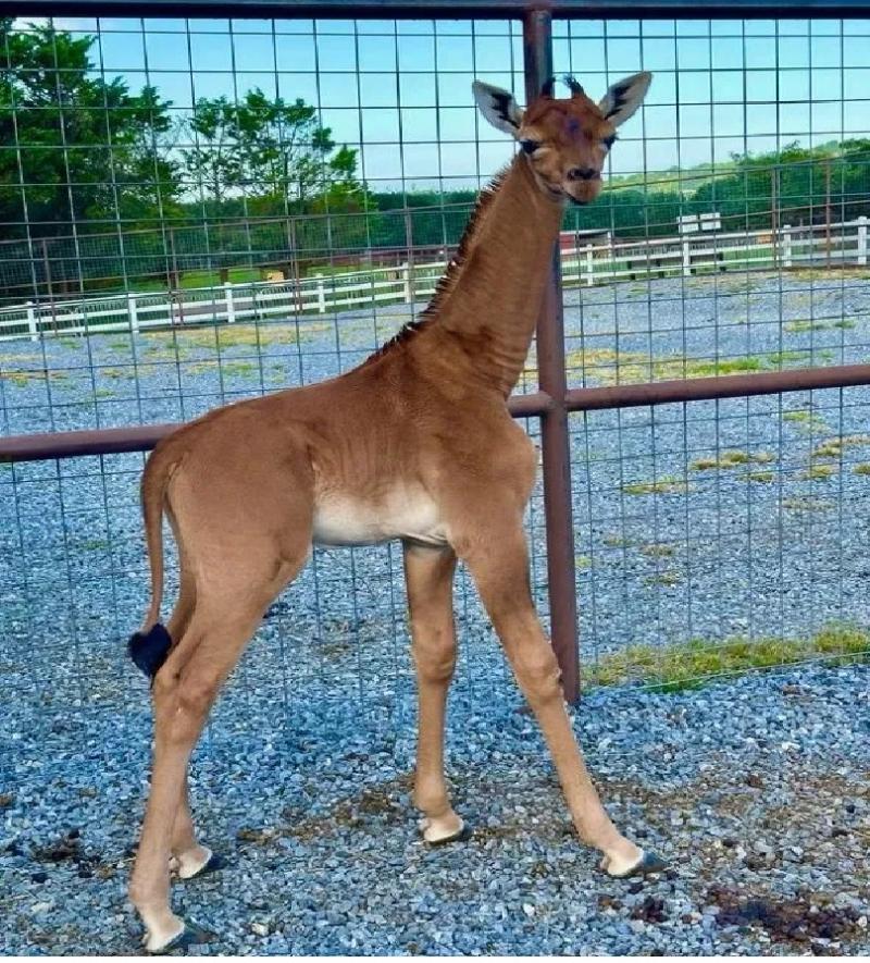 La primera jirafa sin manchas en el mundo. Créditos: WCYB