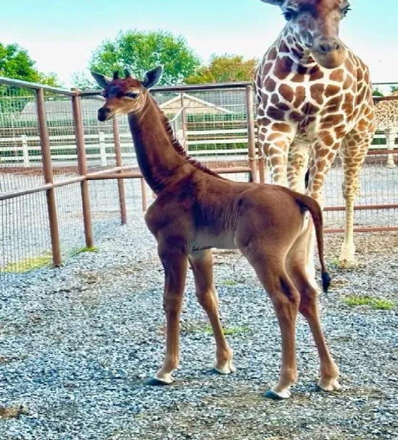La jirafa sin manchas de Estados Unidos