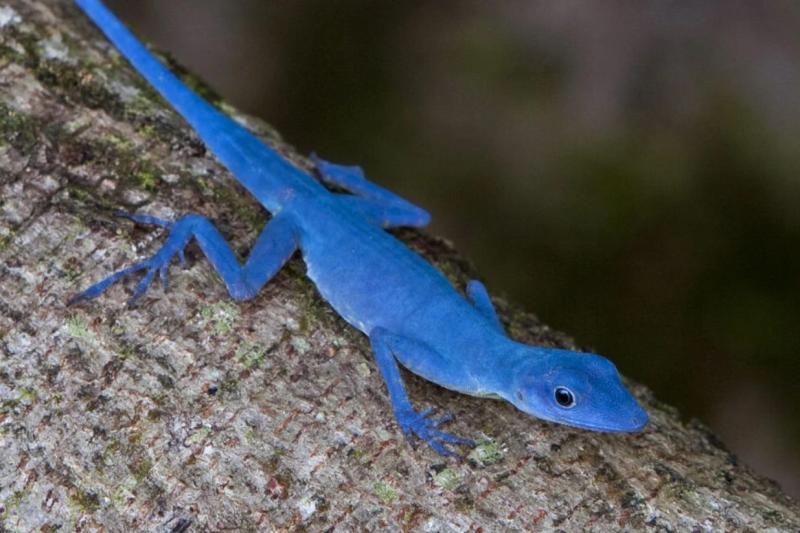 Lagarto Azul de Gorgona