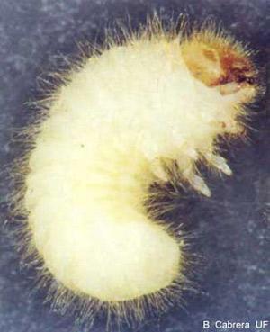 Larva escarabajo del cigarro
