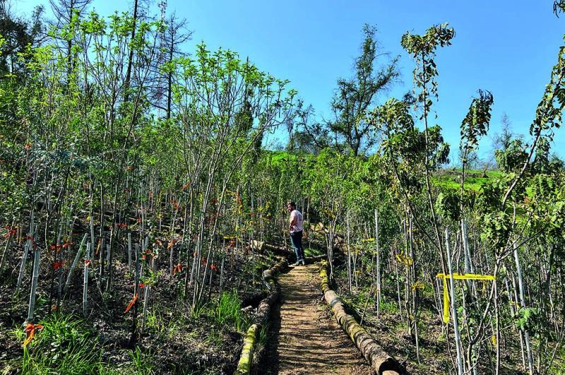 Foto: Bosque Miyawaki (María Pinto)