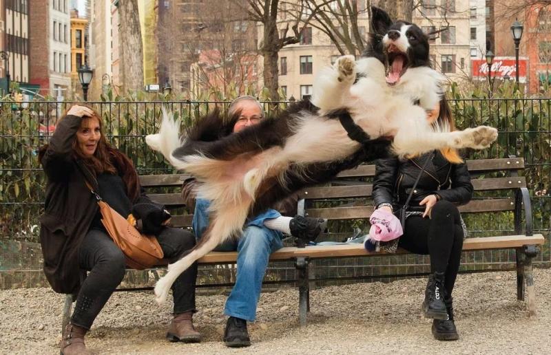 Border Collie saltando