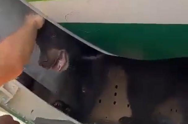 Oso fue rescatado de un avión
