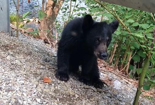 Oso fue rescatado luego de quedar atrapado en una botella