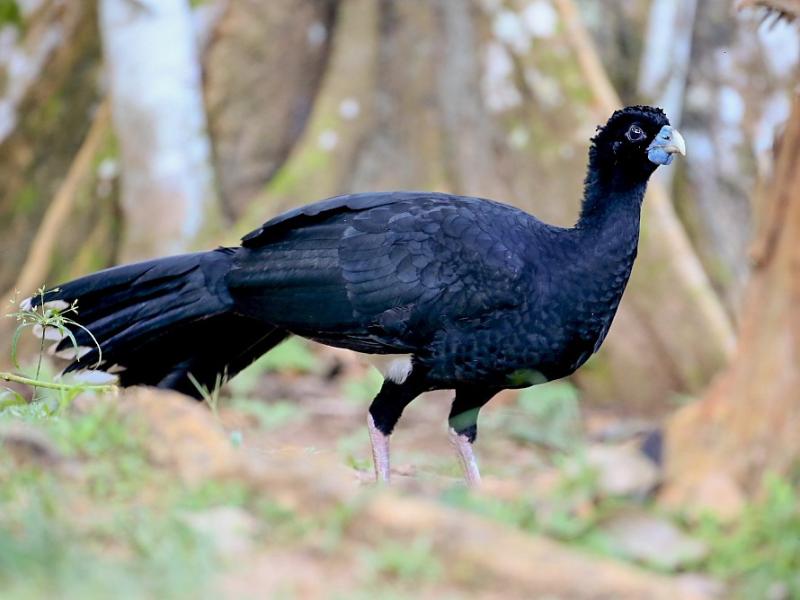 Paujil de Pico Azul de Colombia