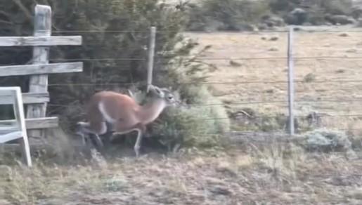 Cría de Guanaco atrapada