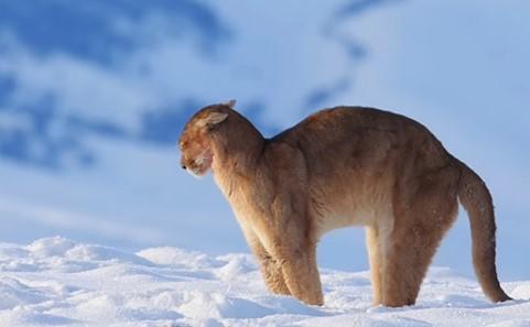 Puma en la nieve de Torres del Paine