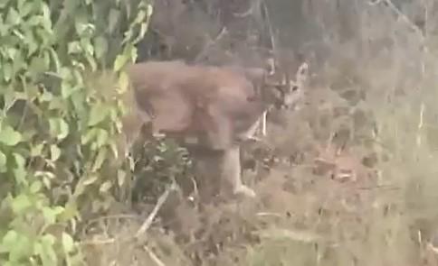 Puma se encuentra con familia en Hualqui