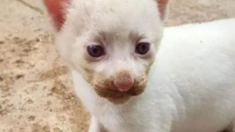 Pequeña puma albino