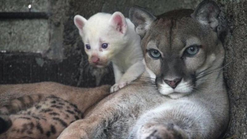 Puma albino en Nicaragua