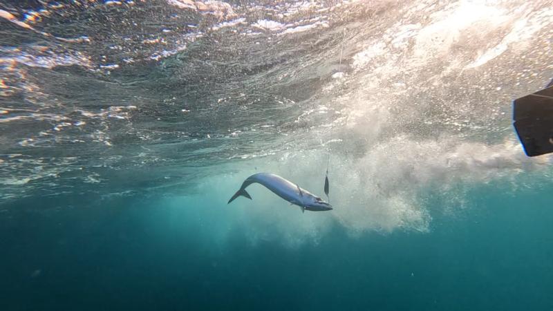 Gran estreno de “A la pesca”: Aventuras y conexión con la naturaleza