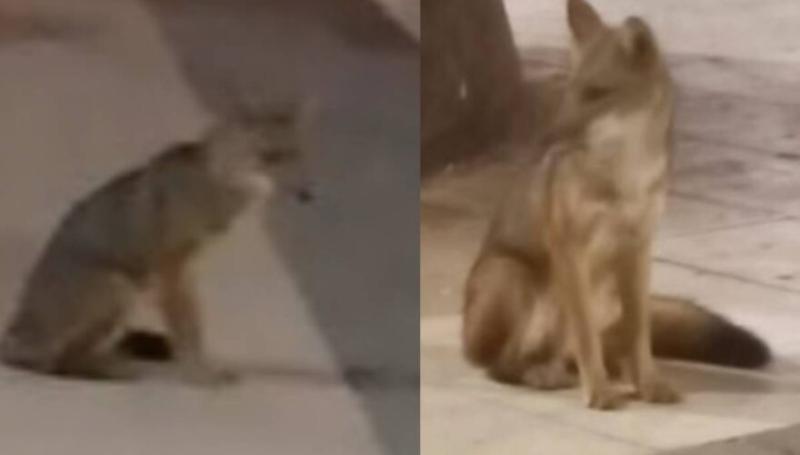 Zorro en Mall Plaza Egaña