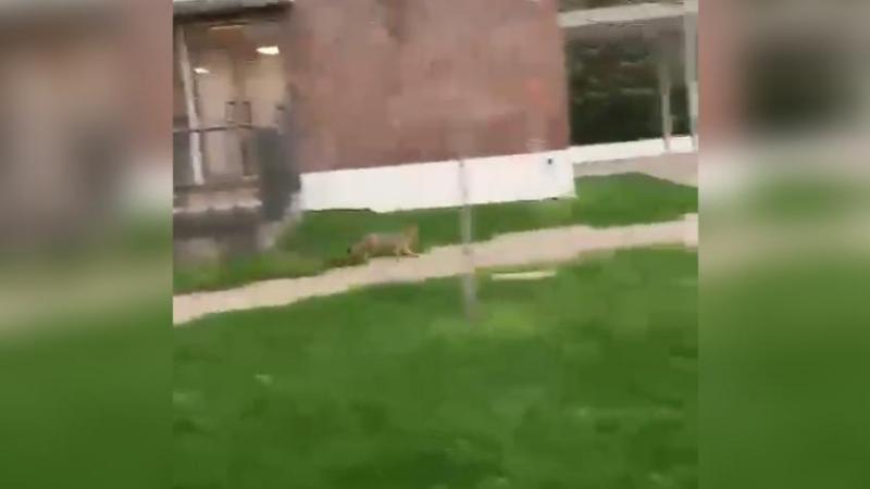 Zorro en colegio de Chicureo. Créditos: T13