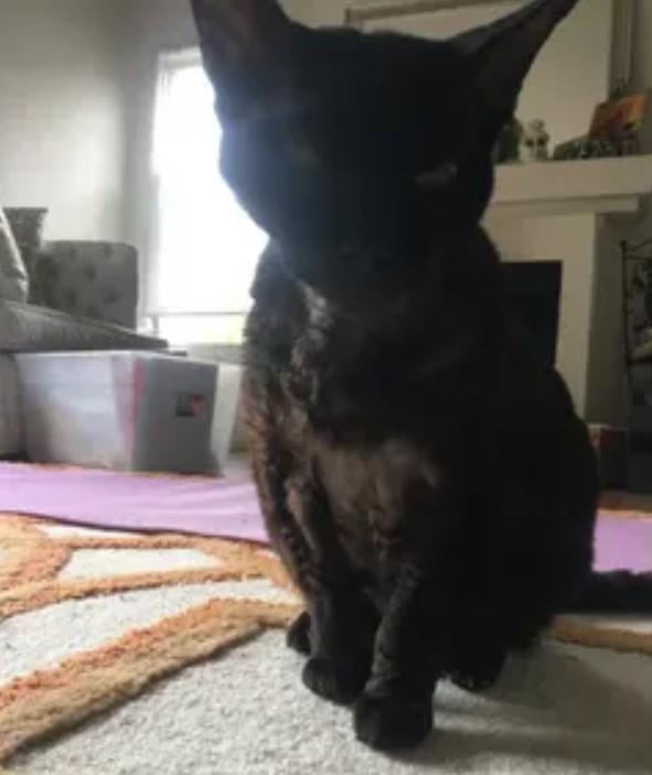 Gato negro de Camela Leierth-Segura