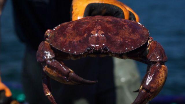 Centolla Magallánica