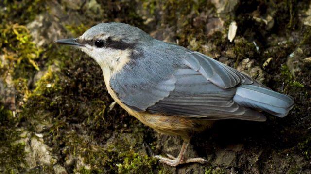 Chilean Birds, del científico Joel Cabezas.