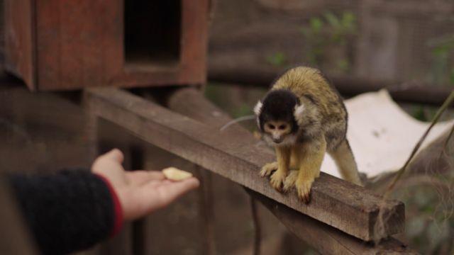 Centro de Rehabilitación y Rescate de Primates de Peñaflor.