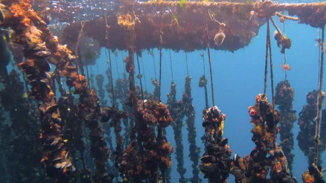 Cuelga de choritos en Chiloé.