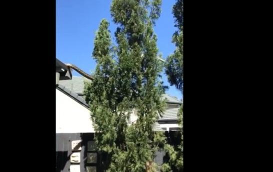 Impactante registro: Vecinos captan a pitón gigante trepando por el techo