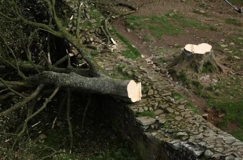 Árbol de Robin Hood talado en Reino Unido