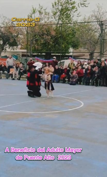 Perrita emociona en redes al baila cueca junto a su dueño