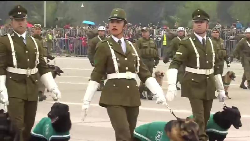 Perritos policiales se jubilan tras años de servicio: su último paso por la Parada Militar 2023