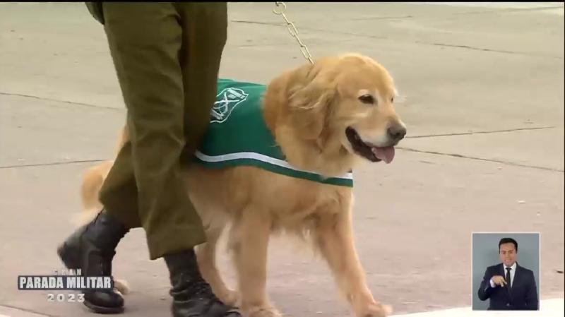 Perritos policiales se jubilan tras años de servicio