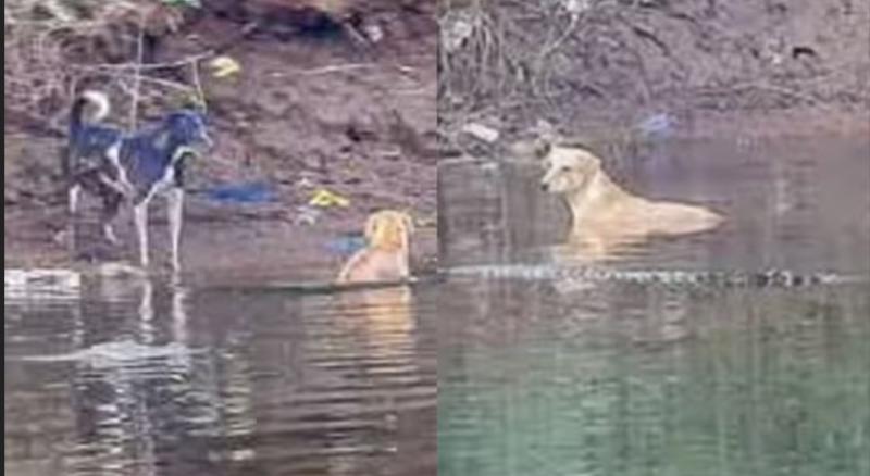 Científicos sorprendidos: Cocodrilos salvan a perro que era perseguido por una jauría