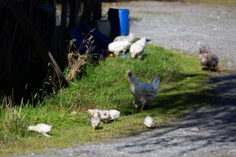 Científicos utilizan Inteligencia Artificial para traducir cacareos de gallinas - Agencia Uno
