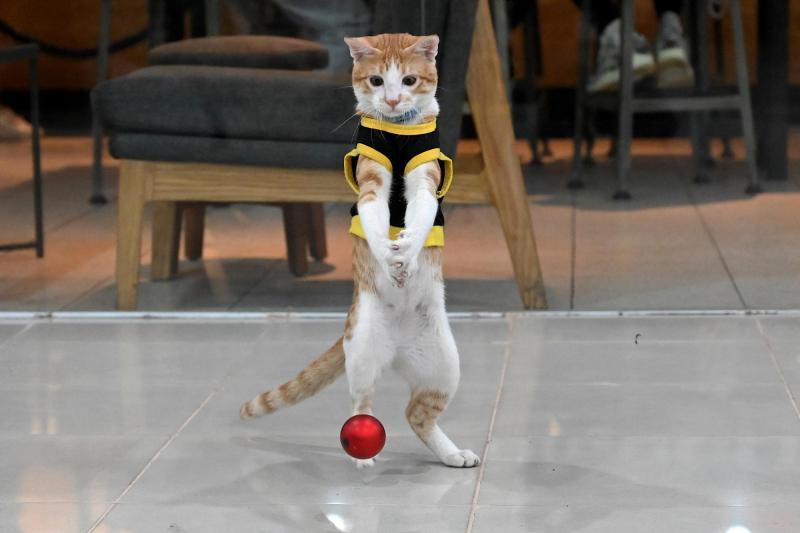 Conan, el gato que trabaja junto a guardias de seguridad en Filipinas - Foto: JAM STA ROSA / AFP