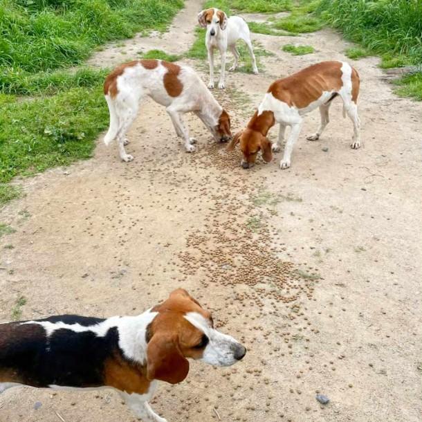 PDI rescata a doce perros y un gato de maltrato animal