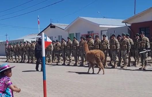 Alpaca desfila ante autoridades