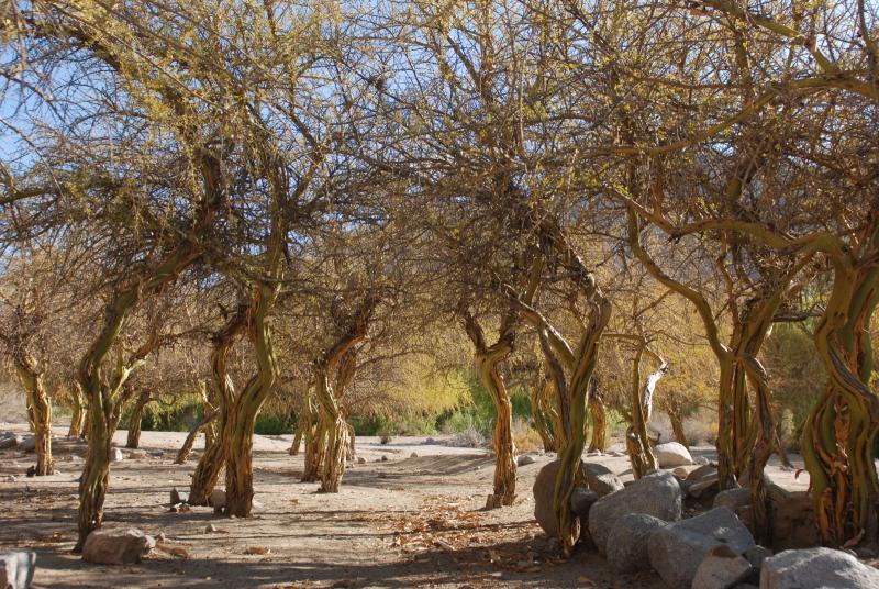 Chañar, gran sobreviviente del Desierto de Atacama