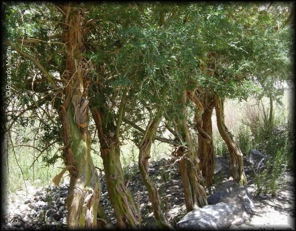 Chañar, gran sobreviviente del Desierto de Atacama