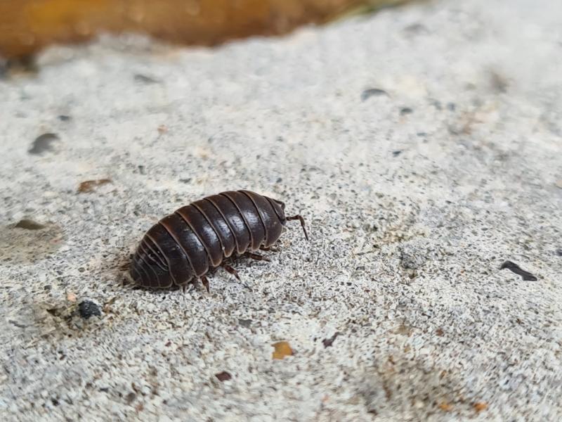 Chanchito de tierra no es un insecto