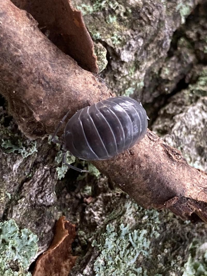 Chanchito de tierra no es un insecto