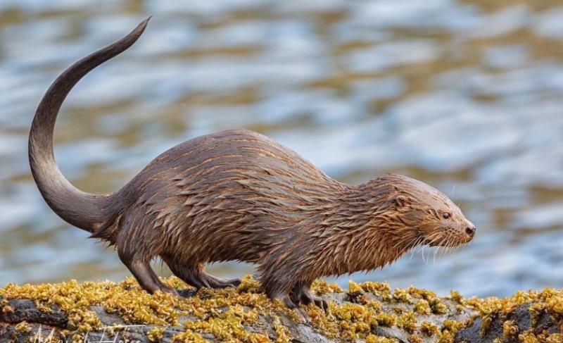 Chungungo / Fotografía: Marcelo Flores