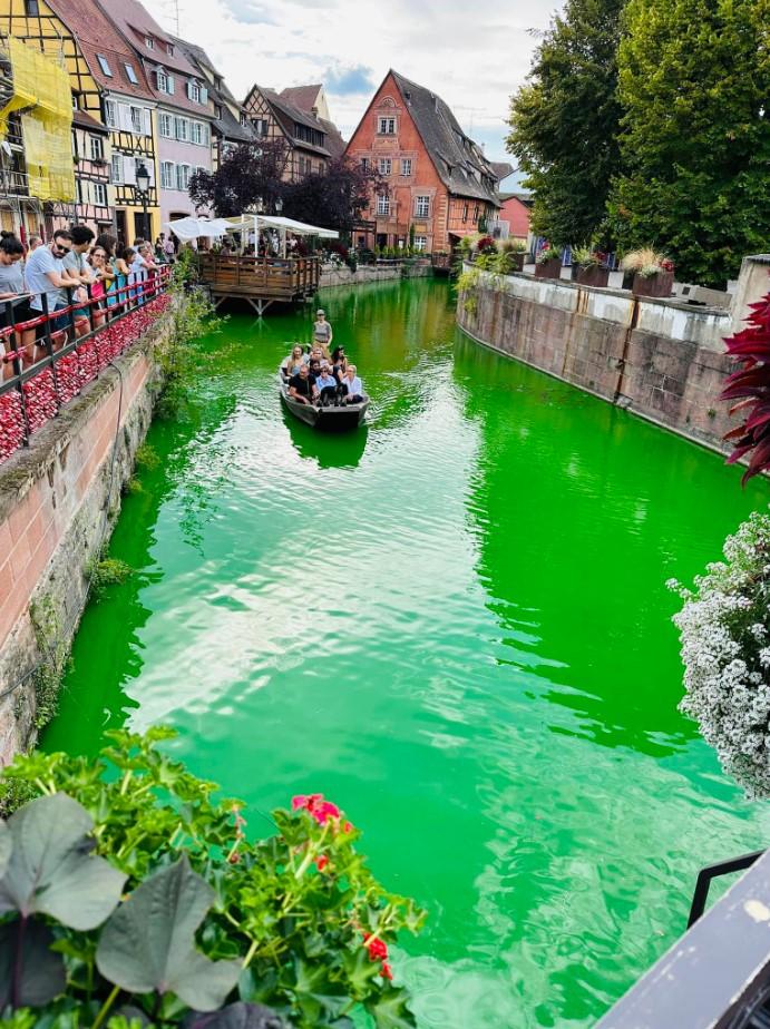 Peces muertos tras manifestación ecológica