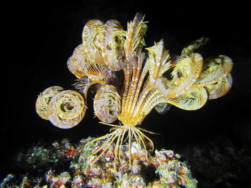 Animales en el mar que parecen plantas