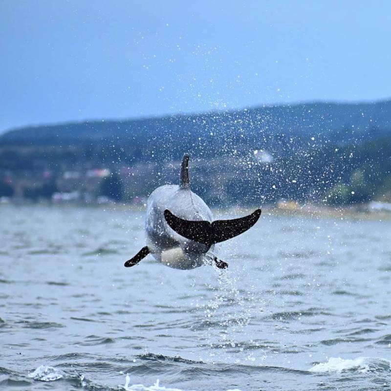 Delfines australes / Mauricio Montt - @maurimontt