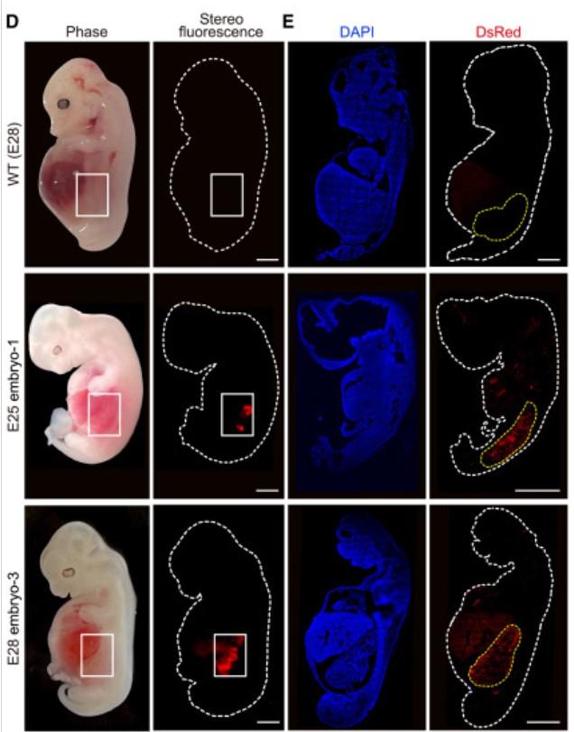 Resultados de experimento de embrión en cerdo