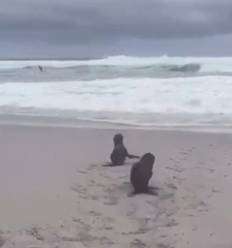 Focas luego de ser liberadas
