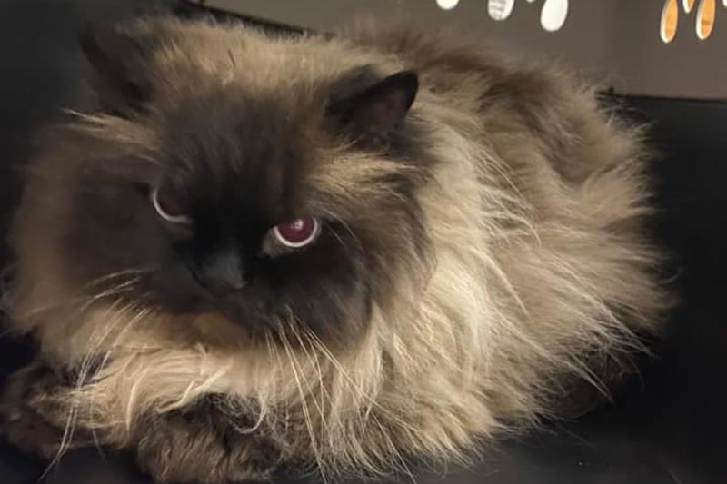 Gato abandonado Sagwa