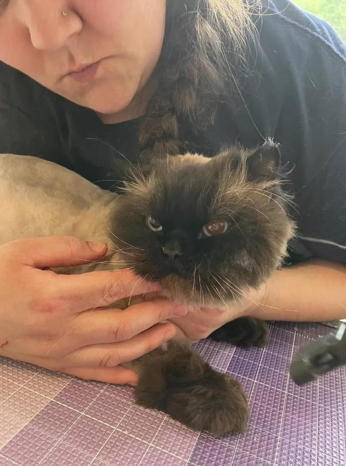 Gato abandonado sin pelos